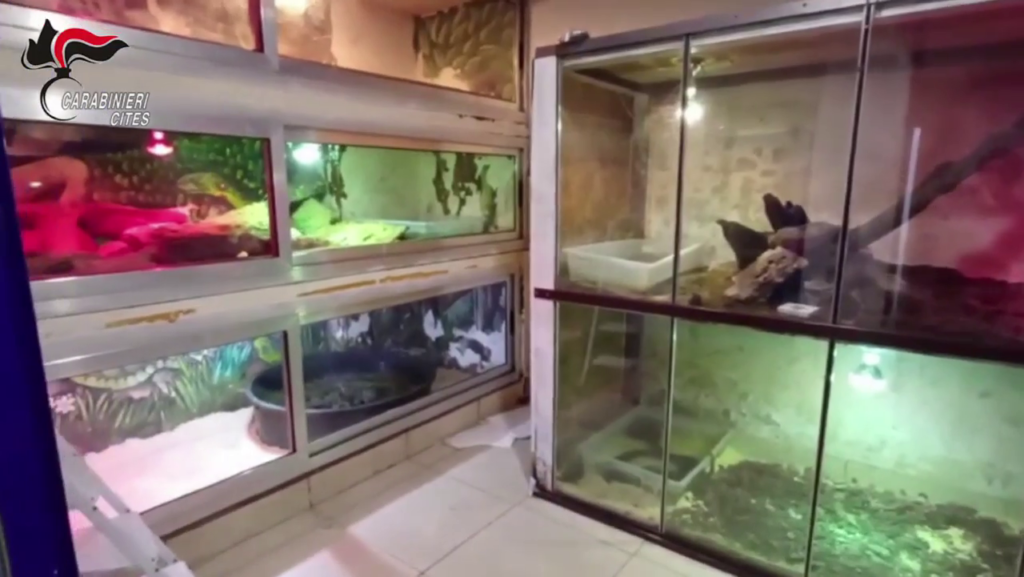 VIDEO - Zoo illegale in un condominio: sequestrati anaconde di 5 metri, boa e un caimano. Caccia al proprietario 3 vlcsnap 2026 03 26 13h17m05s514