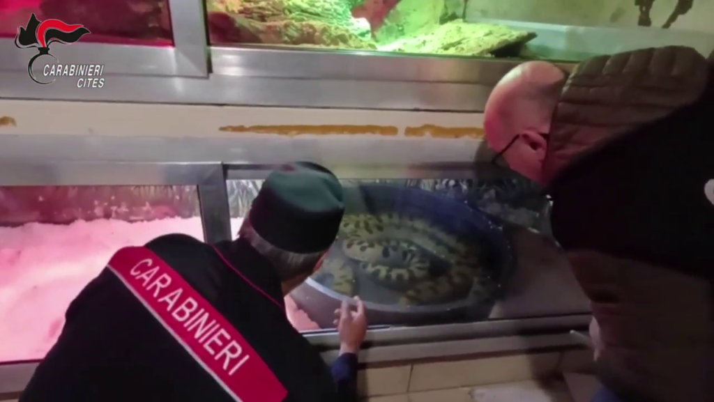 VIDEO - Zoo illegale in un condominio: sequestrati anaconde di 5 metri, boa e un caimano. Caccia al proprietario 4 Rettilario Carabinieri