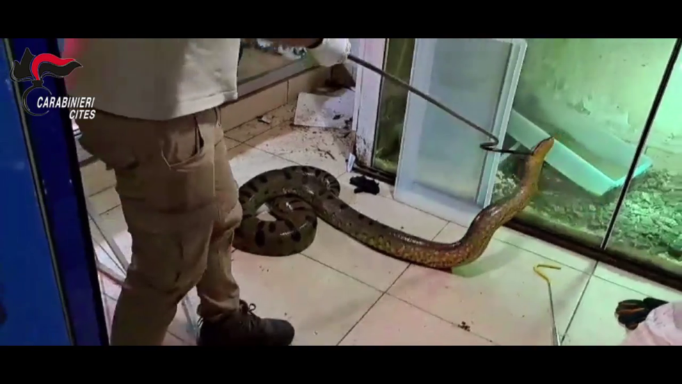 Rettilario Carabinieri