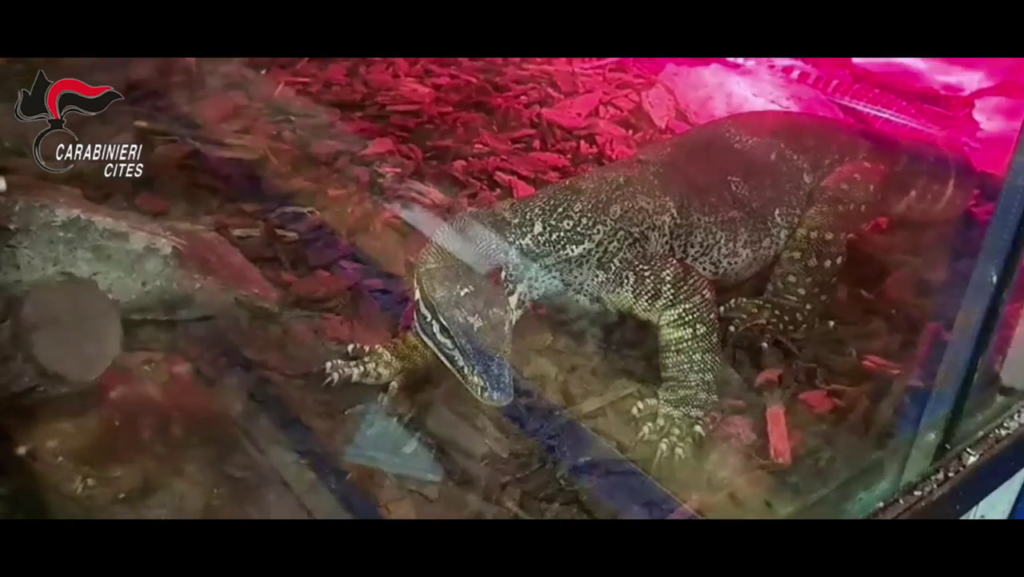 VIDEO - Zoo illegale in un condominio: sequestrati anaconde di 5 metri, boa e un caimano. Caccia al proprietario 5 Rettilario Carabinieri