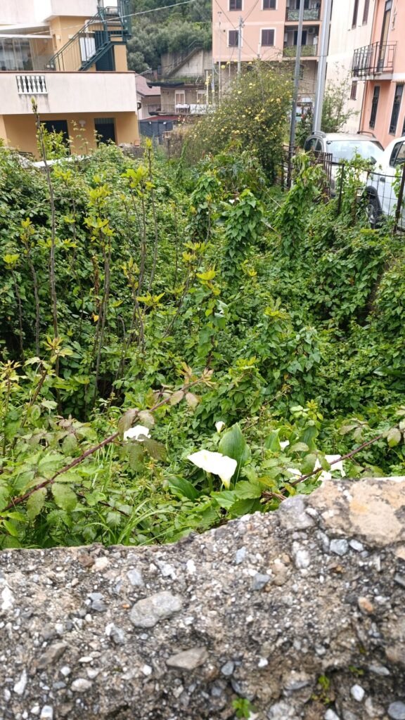 Allarme torrenti a Messina, invasione di zecche e topi: da Cumia a Camaro scatta l'appello per le bonifiche 3 Allarme torrenti a Messina