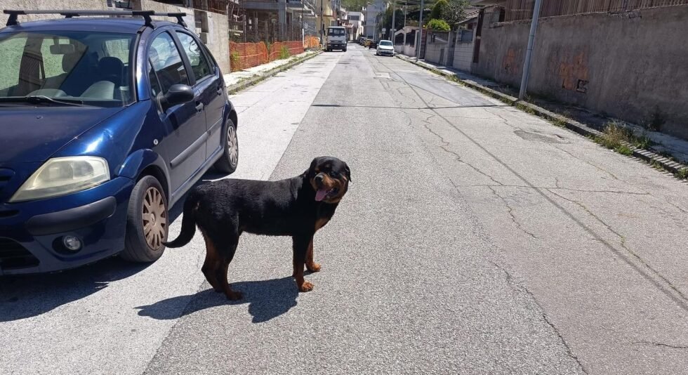 rottweiler spadafora