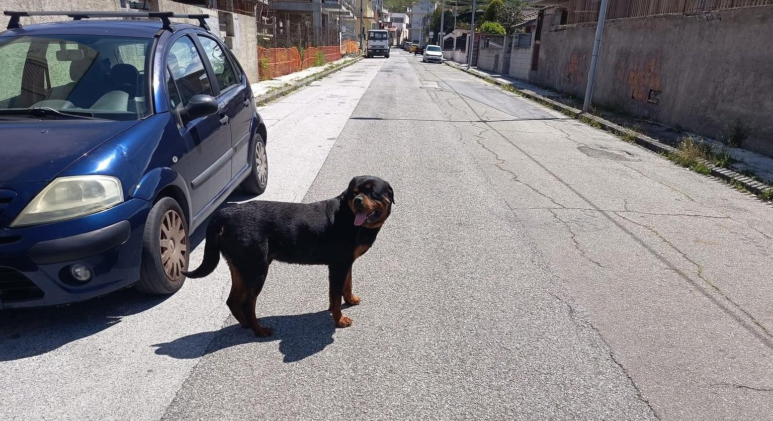 rottweiler spadafora
