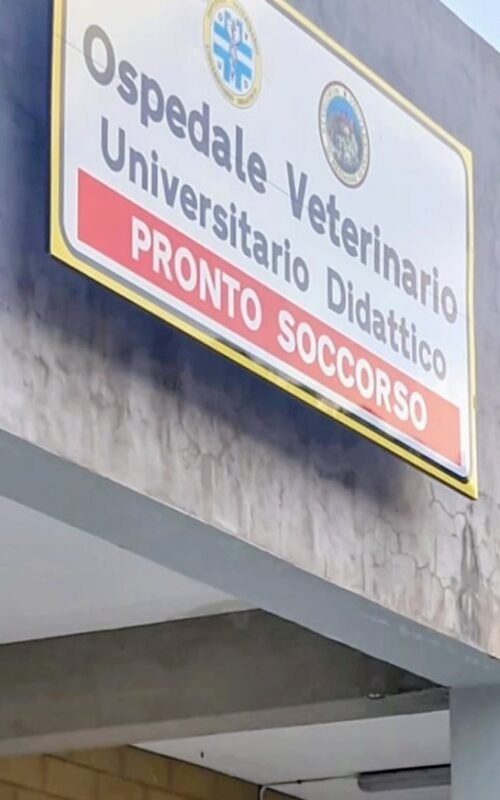voce di Sicilia