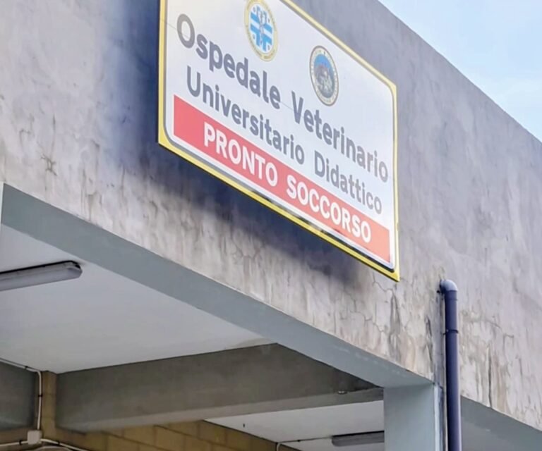 Dramma a lieto fine in via Palermo: cagnolino investito, salvato da una corsa contro il tempo scortata dai Carabinieri