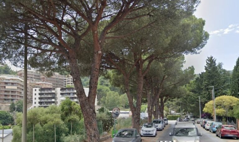 Il futuro degli alberi di Messina: le associazioni ambientaliste chiedono un confronto urgente al sindaco Basile​