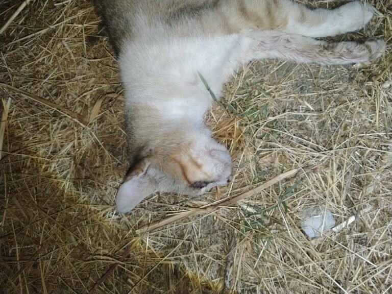 Strage di gatti a Santa Teresa di Riva, Musolino (IV): "Basta inerzia, presento un esposto in Procura"