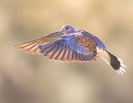 voce di Sicilia