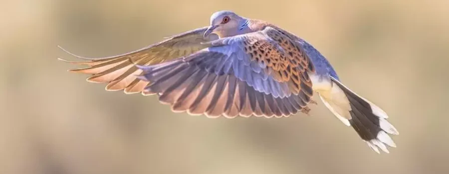 voce di Sicilia