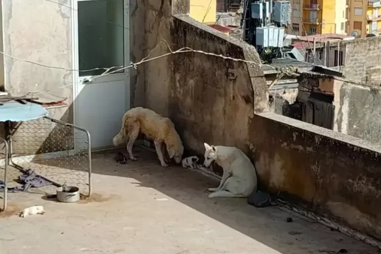 Cuccioli di cane morti per caldo, attivisti 'proprietario non finirà in cella'