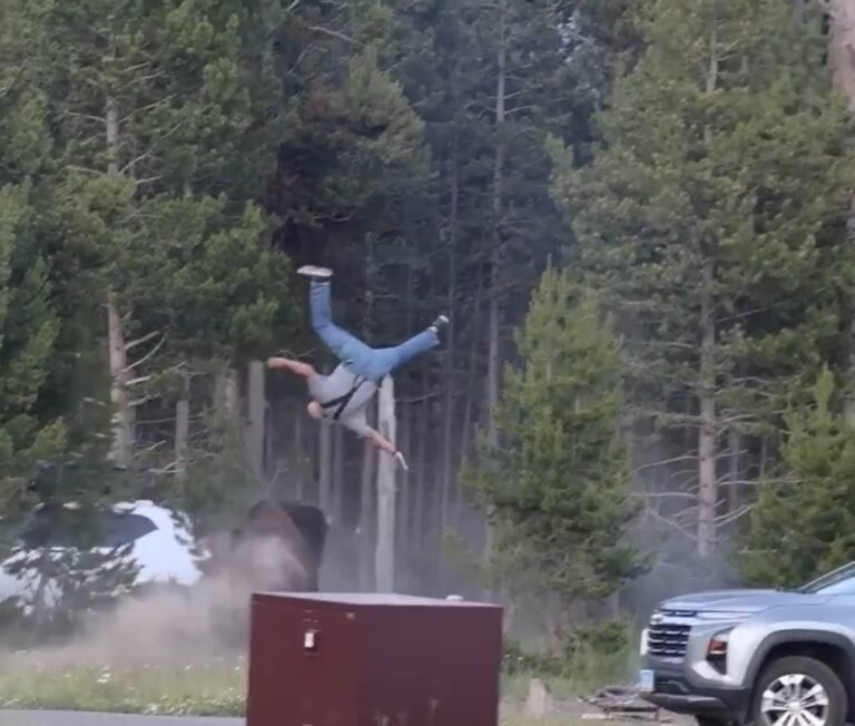 Turista lanciato in aria da un bisonte a Yellowstone (VIDEO)