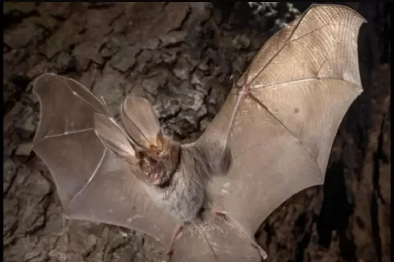 A Pantelleria scoperto un pipistrello di origine africana
