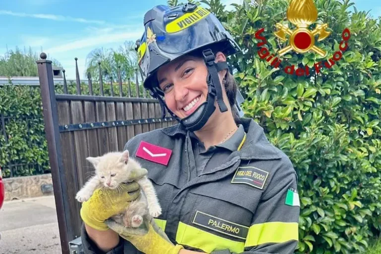 Gattino incastrato in pluviale sottoterra, vigili del fuoco lo salvano