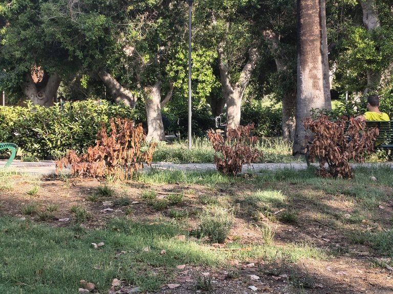 Villa Dante, il tramonto dell'efficienza: il polmone verde di Messina ostaggio dell'incuria