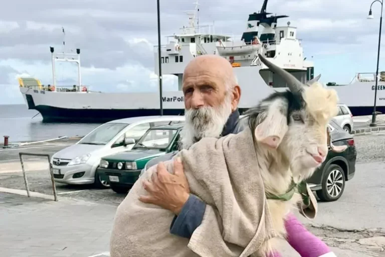 Il caprone con le zampe fratturate a Stromboli affidato al pescatore che lo soccorse